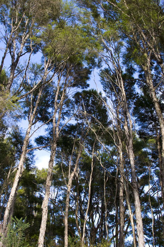 Forest Canopy